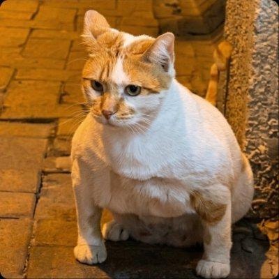 GigaCat calculating his next move